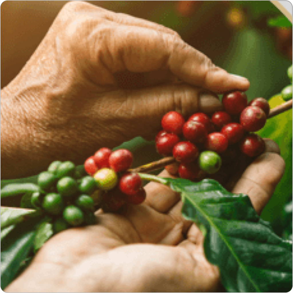 Kaffets leveranskedja